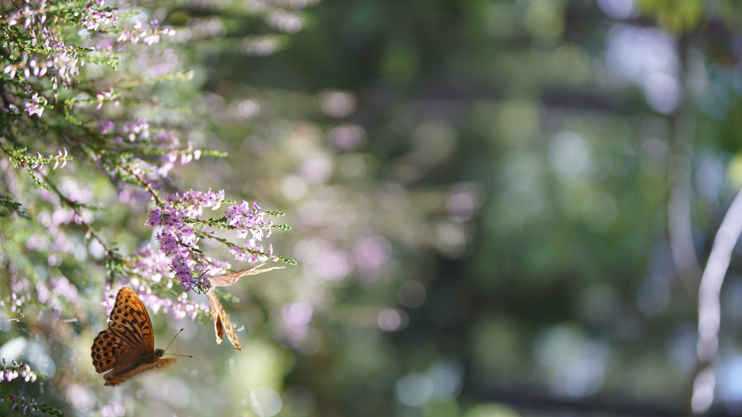 Details – Fotografie 2
