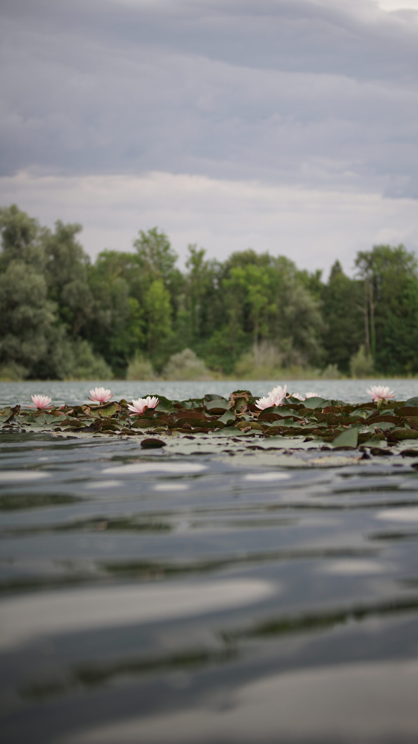 PIC00532